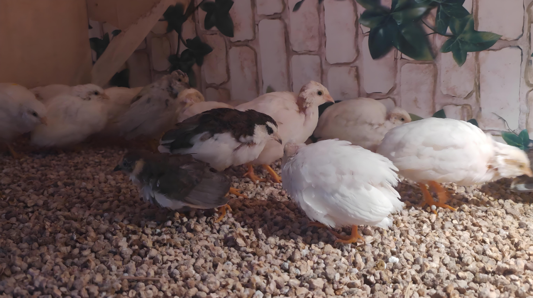 卖这种鸟,1个月居然能赚好几千?! 第1张 卖这种鸟,1个月居然能赚好几千?! 第1张