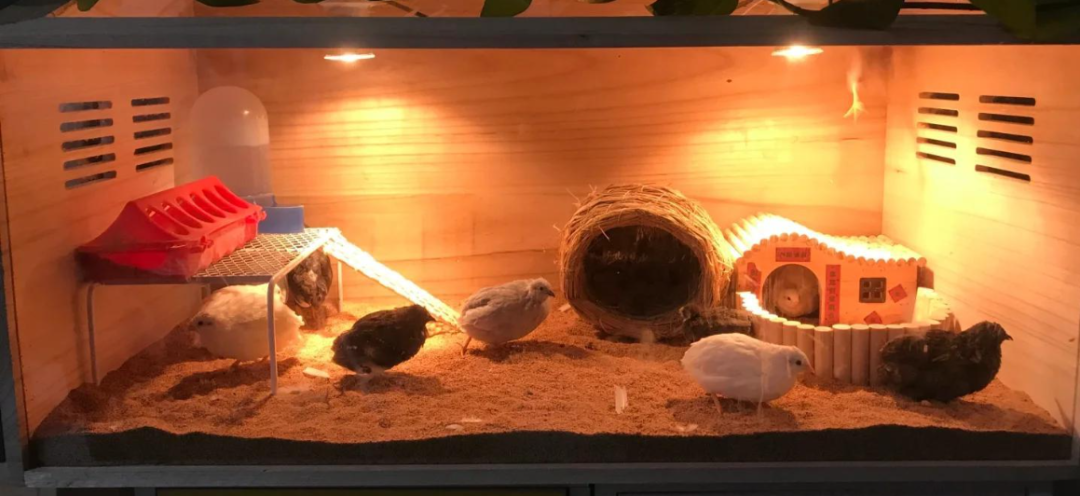 怎么将卖芦丁鸡作为自己的主业?需要怎么做? 第1张 怎么将卖芦丁鸡作为自己的主业?需要怎么做? 第1张